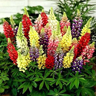 JRYU Lupin Mixed Color F1 Hybrid Flower Seed(100 per packet)