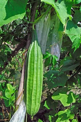 Qualtivate ICRA-5A Luffa Acutangula Angled Ridge Gourd Turai Seed(50 per packet)