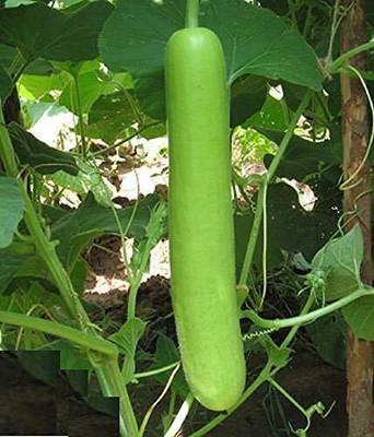 DIVINE SPONGE GOURD Seed(20 per packet)