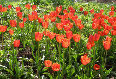 Hybrid Galaxy tulip beautiful flower hybrid seeds 1-packet Seed(10 per packet)