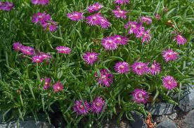 MAA Ice Plant Seed(40 per packet)