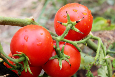 Portia tomato Seed(60 per packet)