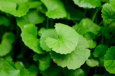 BDSresolve Indian pennywort bulbs/bulbs 11 Seed(11 per packet)