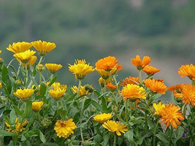 GREENSEA Calendula Flower Seed(17 per packet)