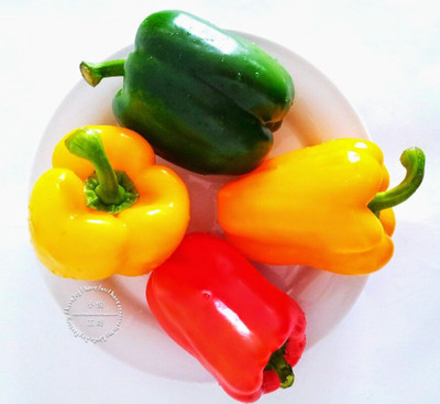 Pbevergreen capsicums vegetable hybrid seeds 1-packet Seed(105 per packet)