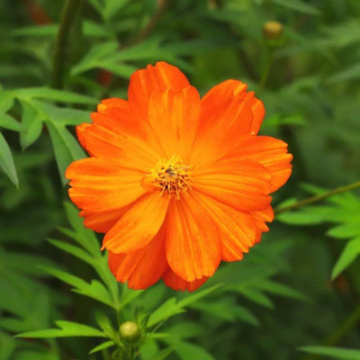 ibains Cosmos flower seed winter Seed(80 per packet)