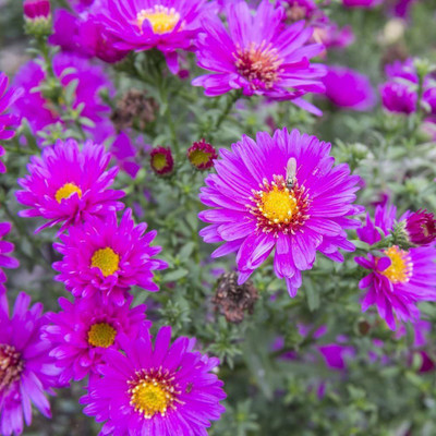 CYBEXIS Aster Seeds - Aster novae-angliae Seed(1 g)