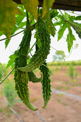 CRGO KARELA , BITTERGOURD Seed(100 per packet)