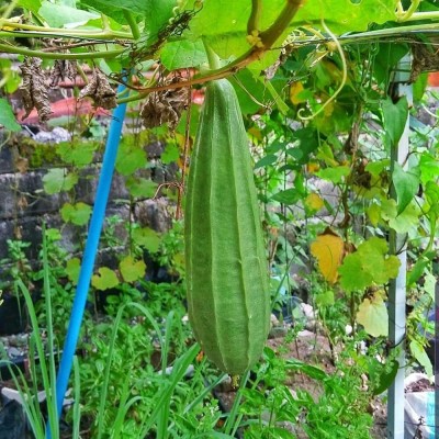 Qualtivate GXL-6AT Ridge Gourd Seeds Seed(50 per packet)