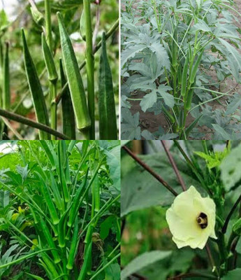 ibains f1 hybrid okra plant seed beez 37 Seed(37 per packet)