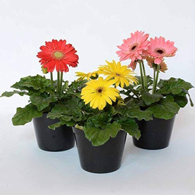 XOLDA Gerbera Mix Flower Seed(50 per packet)