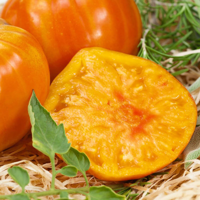 Qualtivate PUAS-6A Marvel Stripe Tomato Seed(300 per packet)