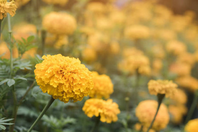 MAA marigold/gende ka phool flower seeds Seed(50 per packet)