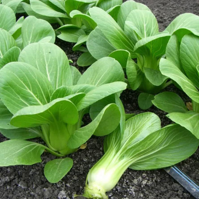 WILLVINE ROX -VI Pak Choi Seeds/Chinese Cabbage [2.5g] Seed(750 per packet)