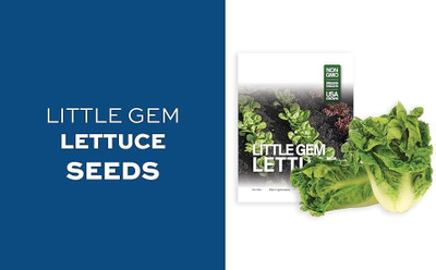 Quentova Little Gem Lettuce 1gm Seed(800 per packet)