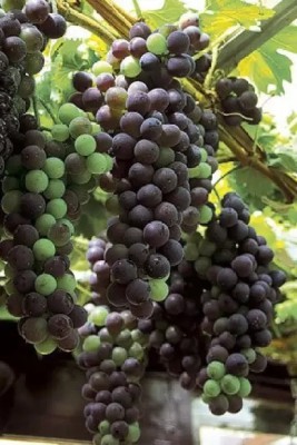 Chalisa Grapes Fruit, Black Grapes Seed(95 per packet)