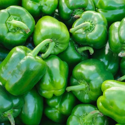 VASUDHA हरी शिमला मिर्च Capsicum/Shimla Mirch Seed(1000 per packet)