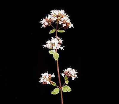 CYBEXIS GBPUT-78 - Greek Oregano Culinary Herb - (150 Seeds) Seed(150 per packet)