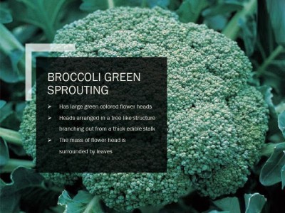 VibeX BROCCOLI GREEN SPROUTING SEEDS(2500 Seeds) Seed(2500 per packet)