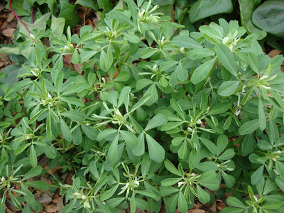 CYBEXIS Hybrid Fenugreek Vegetable Seeds700 Seeds Seed(700 per packet)