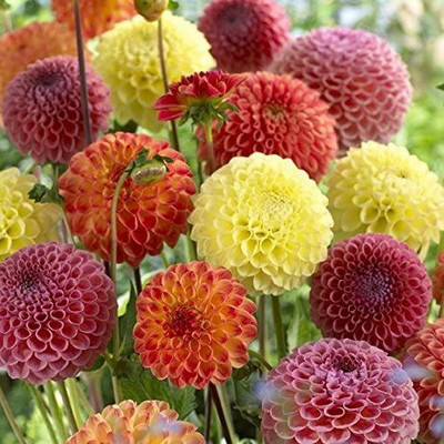 CYBEXIS Dahlia Pompon Mix Annual Beautiful Flower Non GMO Seed(50 per packet)