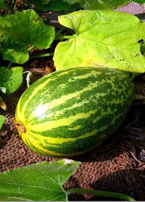 VibeX ® VMR-813 Sambar Cucumber Traditional (Madras Cucumber) Seed(200 per packet)