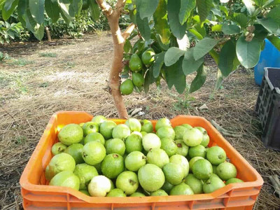 BDSresolve Hybrid guava seeds PACK OF 22 Seed(22 per packet)