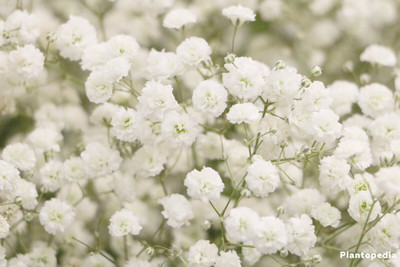 Mozette Exotic gypsophila Seed(48 per packet)