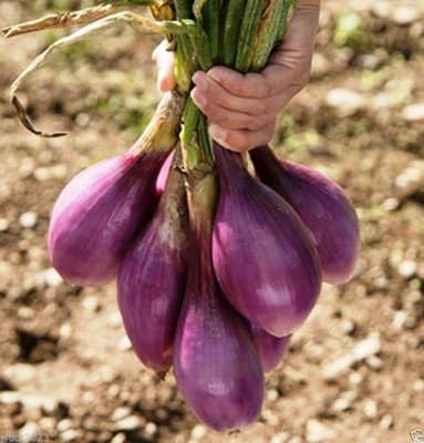 WILLVINE SCI -XVI Red Long of Tropea Onion [2.5g] Seed(1500 per packet)