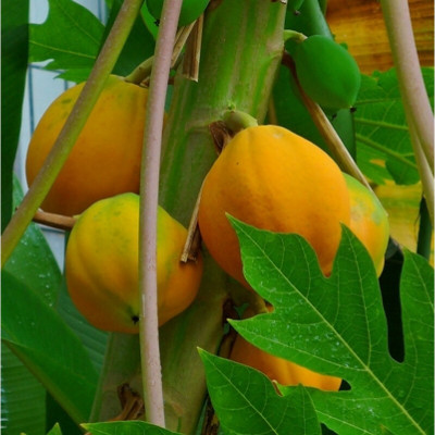 ibains Red lady 786 papaya seed 10 gm Seed(90 per packet)