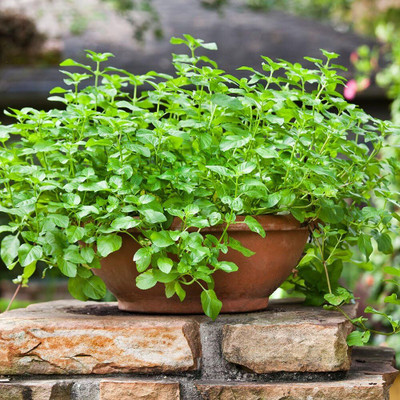 Qualtivate HYB-2A Spearmint Herb Seeds Seed(200 per packet)