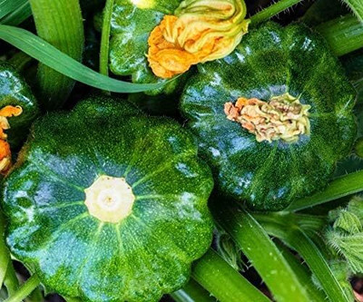 Biosnyg Non Gmo Hybrid Patty Pan Green Zucchini Fresh Healthy Seeds - (100 Seeds) Seed(10 per packet)