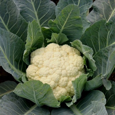 Quentova CAULIFLOWER SEEDS SNOWBALL-8F-LXI Seed(200 per packet)