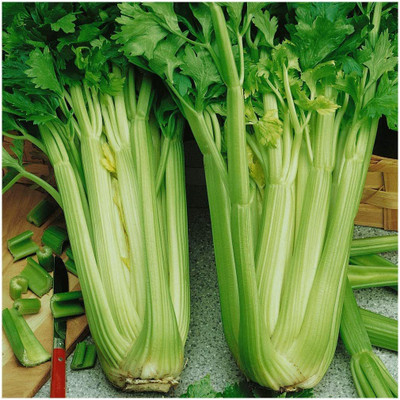 CYBEXIS VXI-36 - Certified Utah Celery - (250 Seeds) Seed(250 per packet)