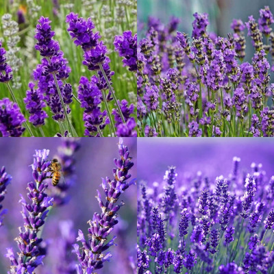 ibains lavender flower seeds for home garden 20 Seed(20 per packet)