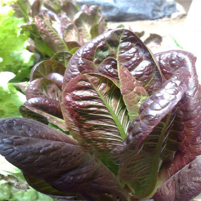 Aywal Heat Tolerant Hybrid Lettuce Seed(400 per packet)
