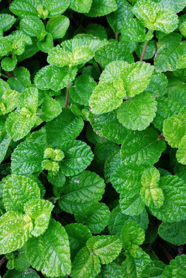 FOURGANIC Green Peppermint Herb Seed(500 per packet)