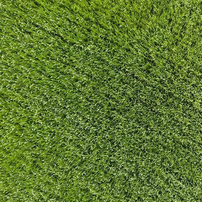 SeeGreen Carpet grass seeds for home garden, lawn grass seeds for home garden Seed Seed(16000 per packet)
