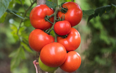 SHIVAKARI tomato Seed(100 per packet)