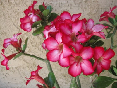 Qualtivate LXI-587 Adenium obesum Mixed Colours Seed(30 per packet)