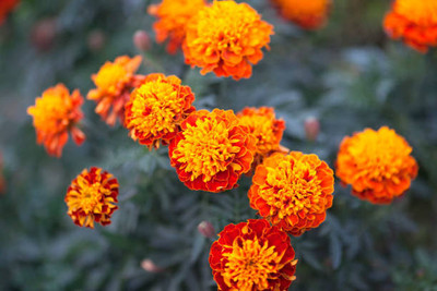 Dainese marigold,gende ka phool seeds Seed(21 per packet)