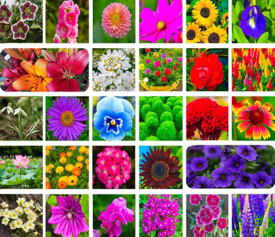 ibains All types flower seeds Seed(295 per packet)