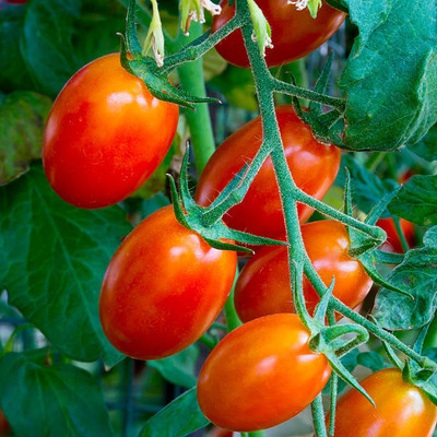 Plantzoin tomato Seed(75 per packet)