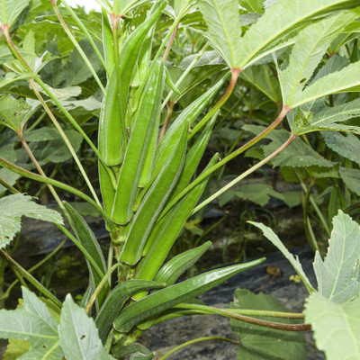 Seedsqlty bhindi seeds Seed(100 per packet)