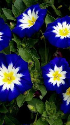 Lorvox Morning Glory Mixed Seed(45 per packet)