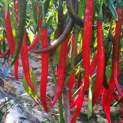 CYBEXIS Good Germination Rare Red Chili Seeds500 Seeds Seed(500 per packet)
