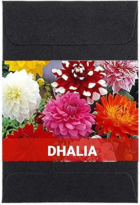 CYBEXIS Dhalia Flower Seeds400 Seeds Seed(400 per packet)