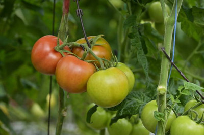 Seedshub tomato Seed(65 per packet)