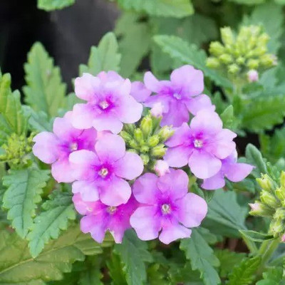 MAA Verbena Mix Seed(50 per packet)