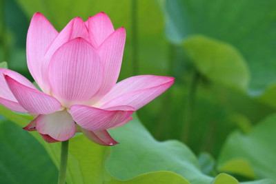 ARTA lotus,kamal gatta Seed(10 per packet)